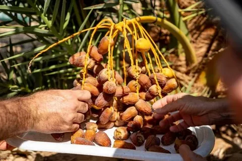 تصویر 4 از قیمت خرید خرما پیارم بسته بندی + فروش ویژه